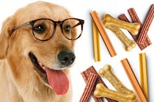dog with glasses homemade cbd dog treats